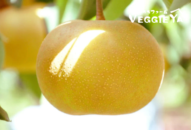 【Limited quantity】Shinou Pears 2pc