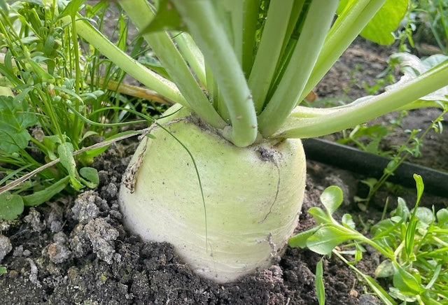 Small Daikon with leaf 1 bunch