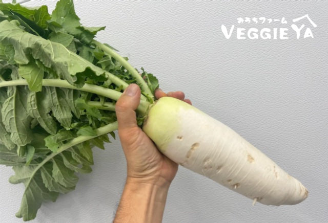 Small Daikon with leaf 1 bunch