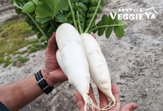 Small Daikon with leaf 1 bunch