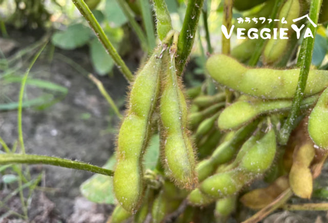 EDAMAME on branch (Young Soybeans) 1 bunch