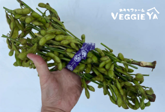 EDAMAME on branch (Young Soybeans) 1 bunch