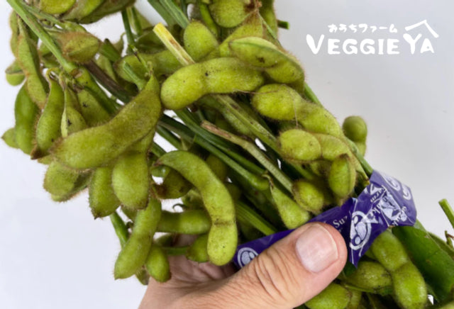 EDAMAME on branch (Young Soybeans) 1 bunch