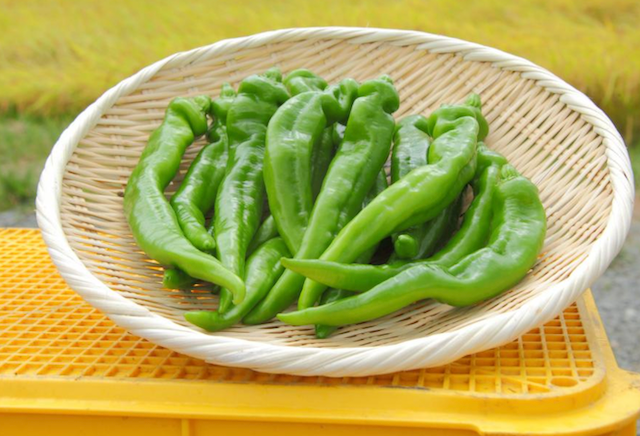 MANGANJI Sweet Chilli Pepper Seedlings 1 POT