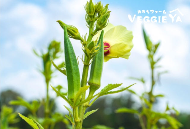 Okra 0.5 lb