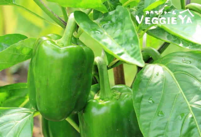 Peaman (Japanese Green Pepper) 5-6pc