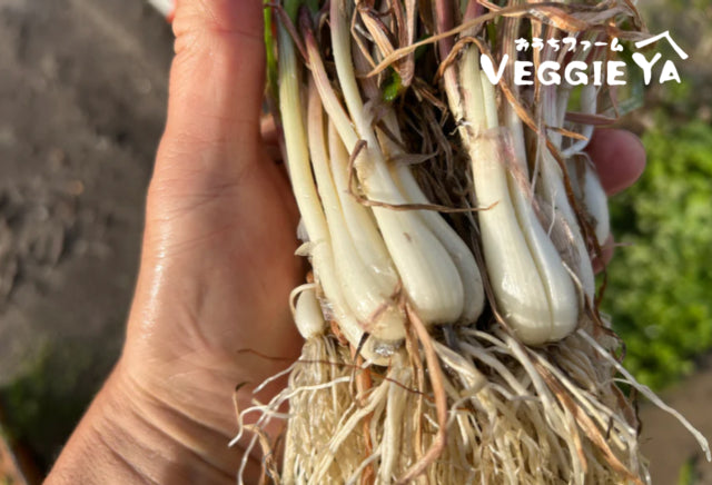 Unsorted RAKKYO, Scallion for pickles 1 bunch
