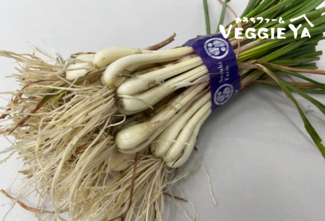 Unsorted RAKKYO, Scallion for pickles 1 bunch