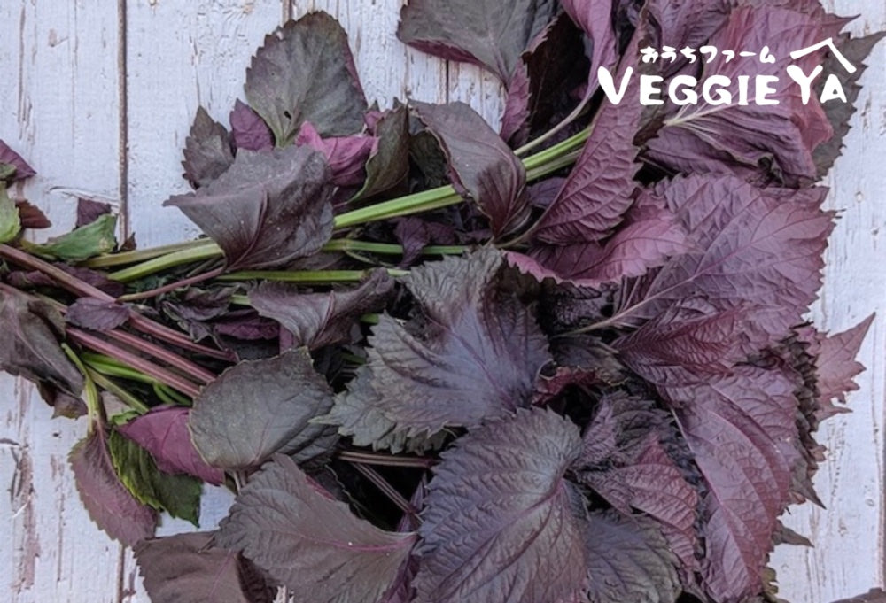 Suzuki Farm Red Shiso 1 bunch