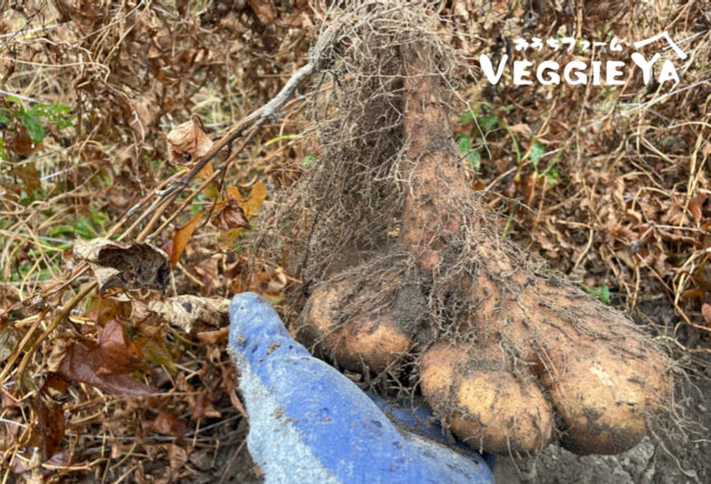 Yamatoimo approx 1 LB