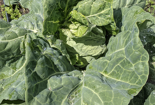 Sweet Cabbage (Japanese soft Cabbage) 1 head