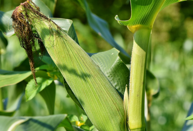 Bi-color Super Sweet Corn 4 pc