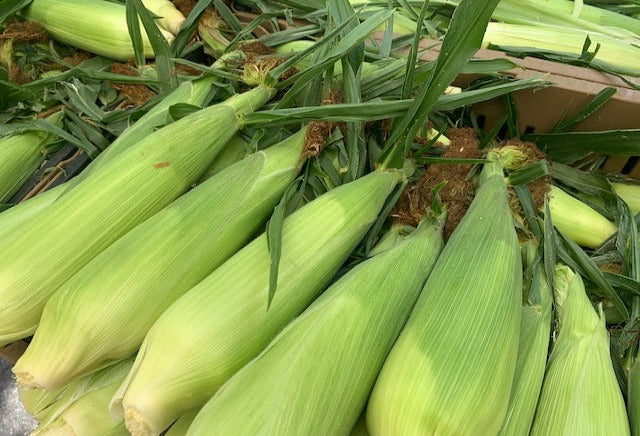 Bi-color Super Sweet Corn 4 pc