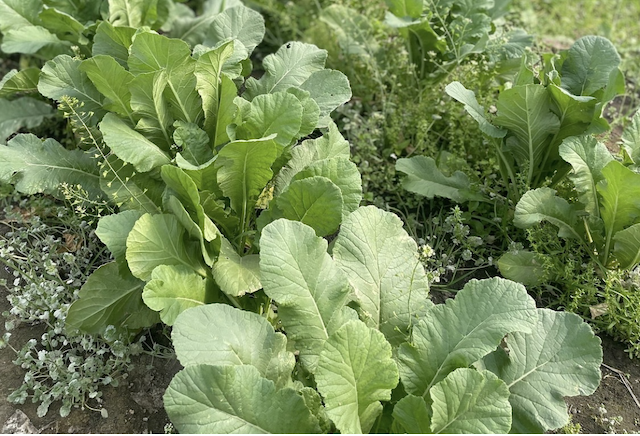 Small Daikon with leaf 1 bunch