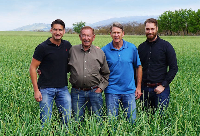 Elephant Garlic 1 head (BIG!!)