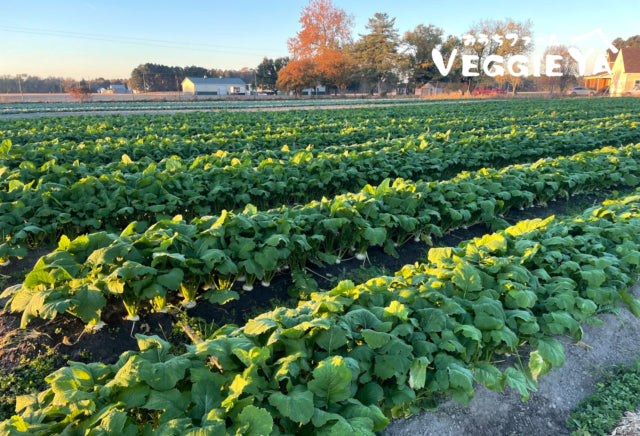 Kabu 1 bunch (2-4pc)