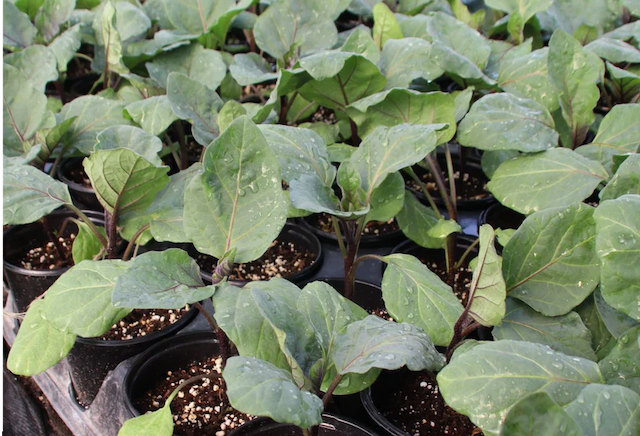 KAMO Eggplant Seedlings 1 pot