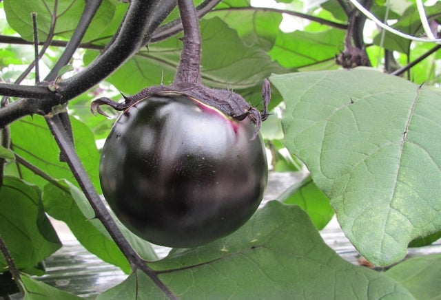 KAMO Eggplant Seedlings 1 pot