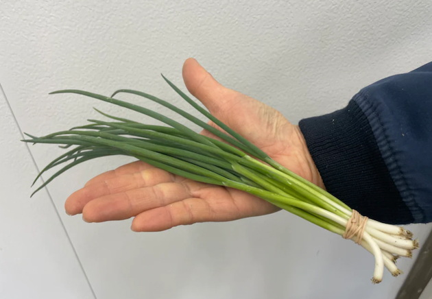 Konegi 1 bunch