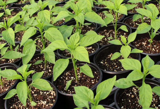 MANGANJI Sweet Chilli Pepper Seedlings 1 POT