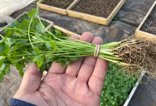 Mitsuba Leaves 1 bunch