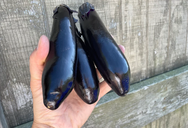 NASU Eggplant 3 pc