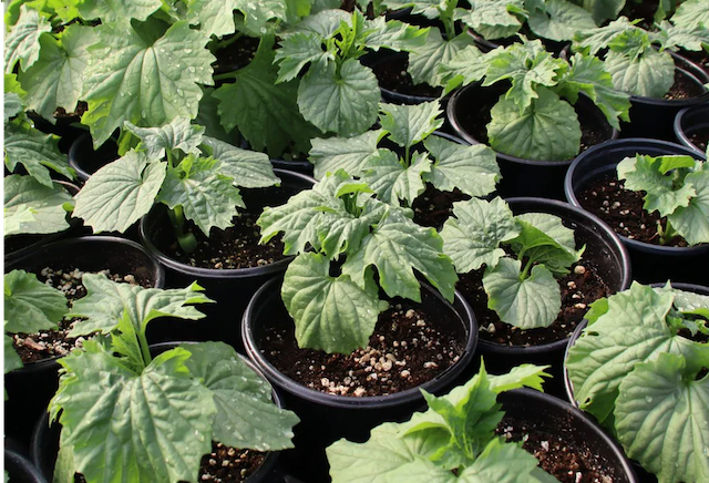 NIGAURI Seedlings (Bitter Melon) 1 POT