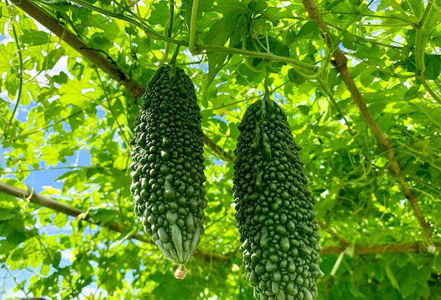 Nigauri (Bitter Melon) 0.5lb