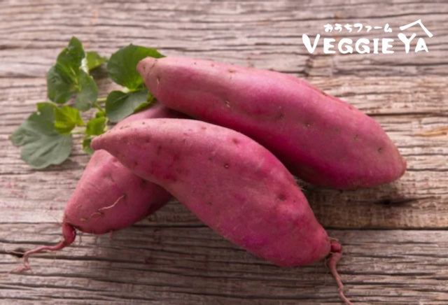 Satsumaimo (Japanese Sweet Potato) 2 LB