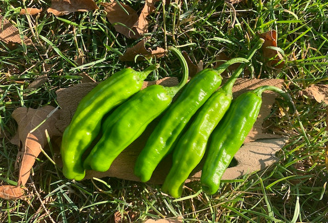 Shishito Pepper 0.5 lb