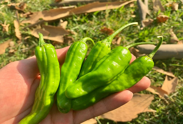 Shishito Pepper 0.5 lb