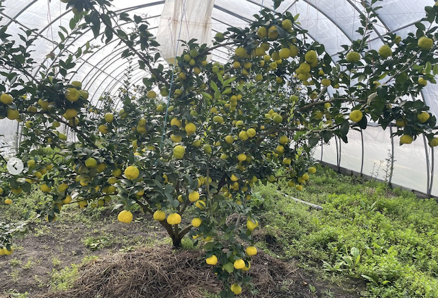 Suzuki Farm Yuzu 2 pc