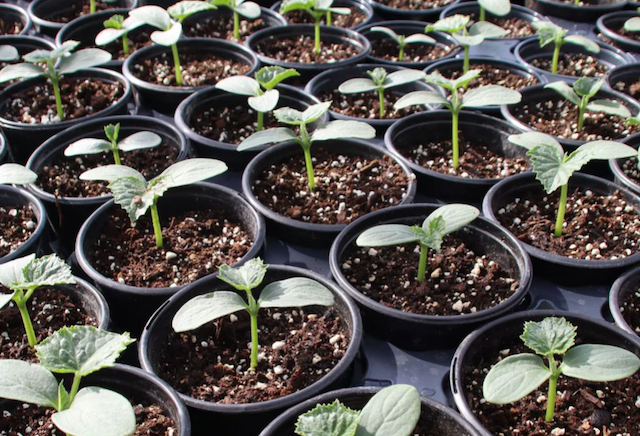 Cucumber Seedlings 1 pot