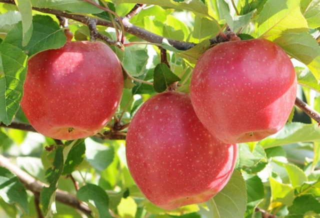 Local Fuji Apple 2 LB