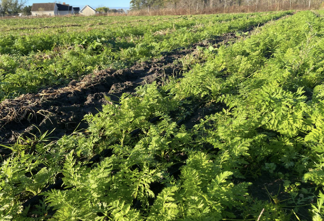 Kintoki Red Carrot 1 bunch