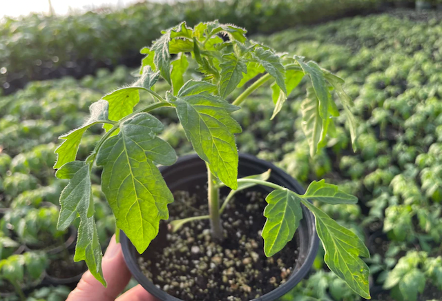 Momotaro Tomato Seedlings 1 pot