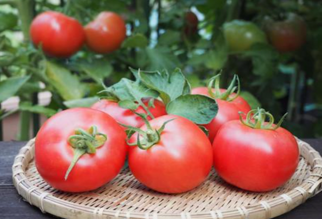 Momotaro Tomato Seedlings 1 pot