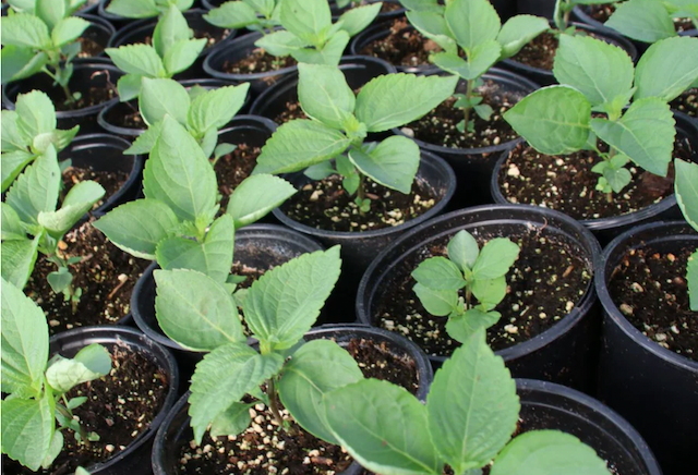 Ohba Seedlings 1 pot