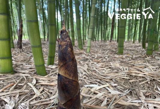【Pre-order】Bamboo Shoots approx 2.5 LB