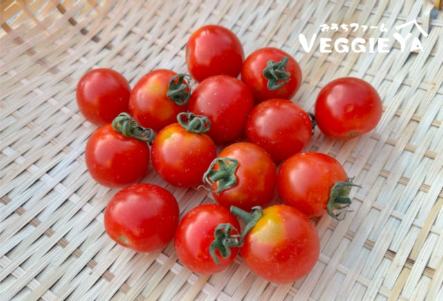 Cherry Tomato 1 pack