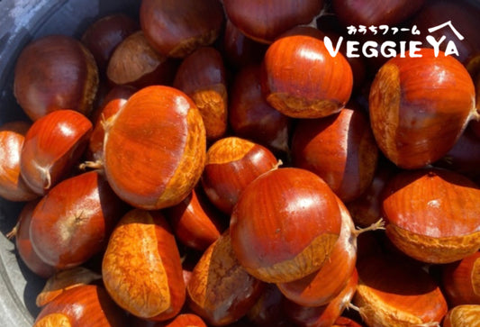 Fresh Chestnuts 1 LB