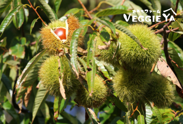 Organic Japanese Ume – VEGGIE YA