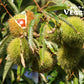 Fresh Chestnuts 5 LB