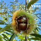Fresh Chestnuts 1 LB
