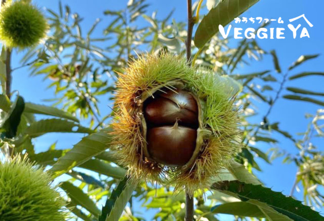 Fresh Chestnuts 1 LB