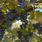 Concord Grapes 1 quart