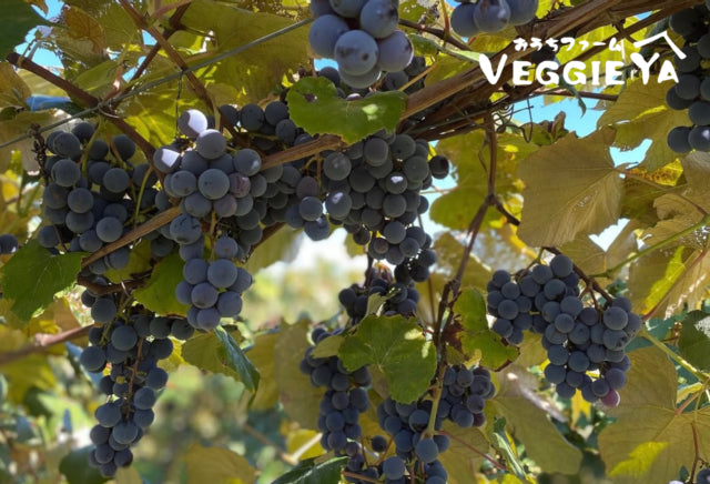 Concord Grapes 1 quart