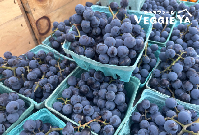Concord Grapes 1 quart