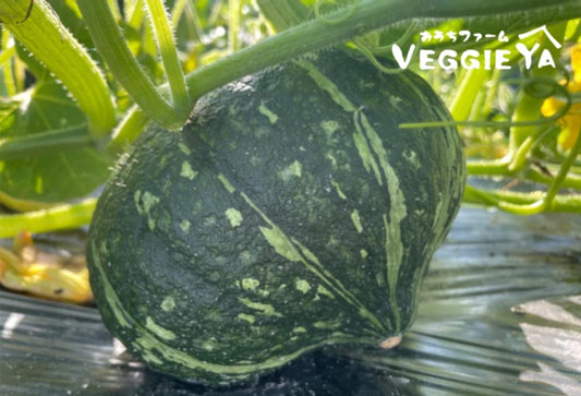 Kuri Kabocha Approx 3 LB