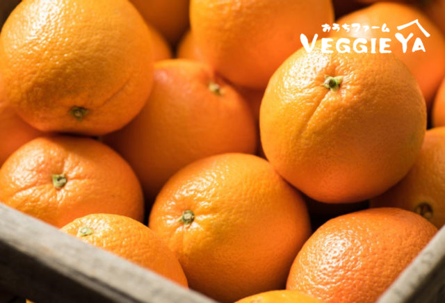 Navel Oranges 5 pieces